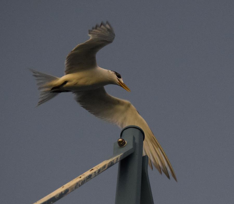 Tern crested 009.JPG